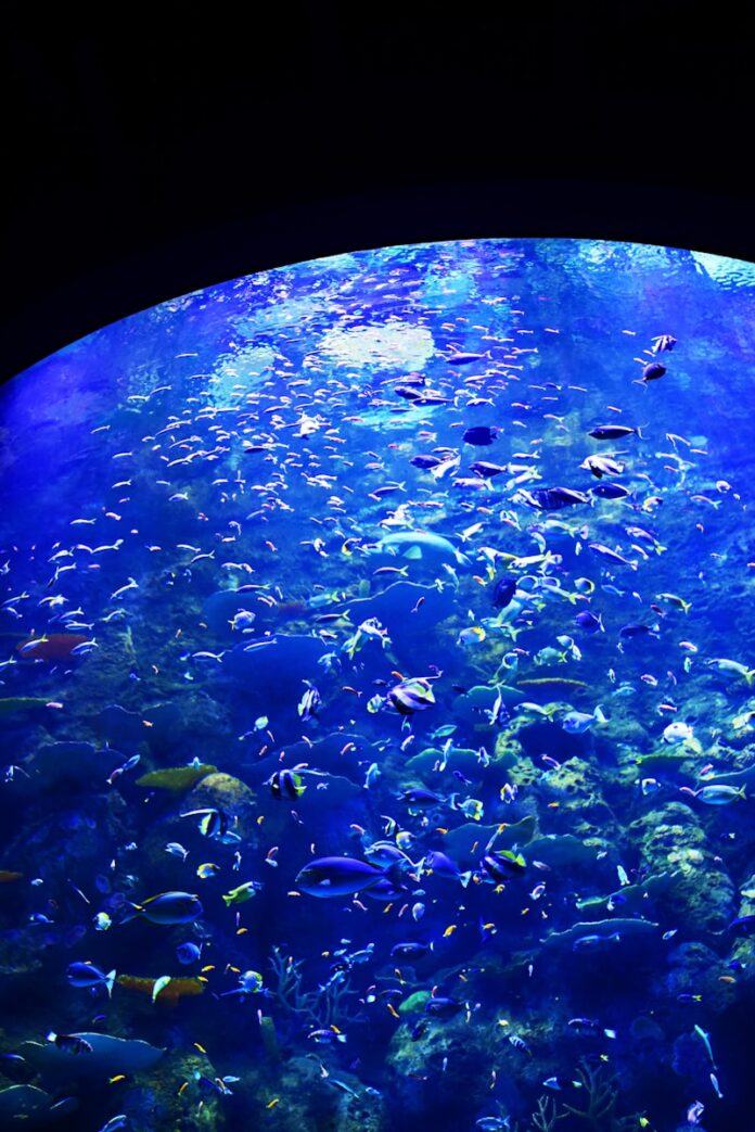 fishes in aquarium