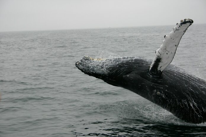 photo of whale