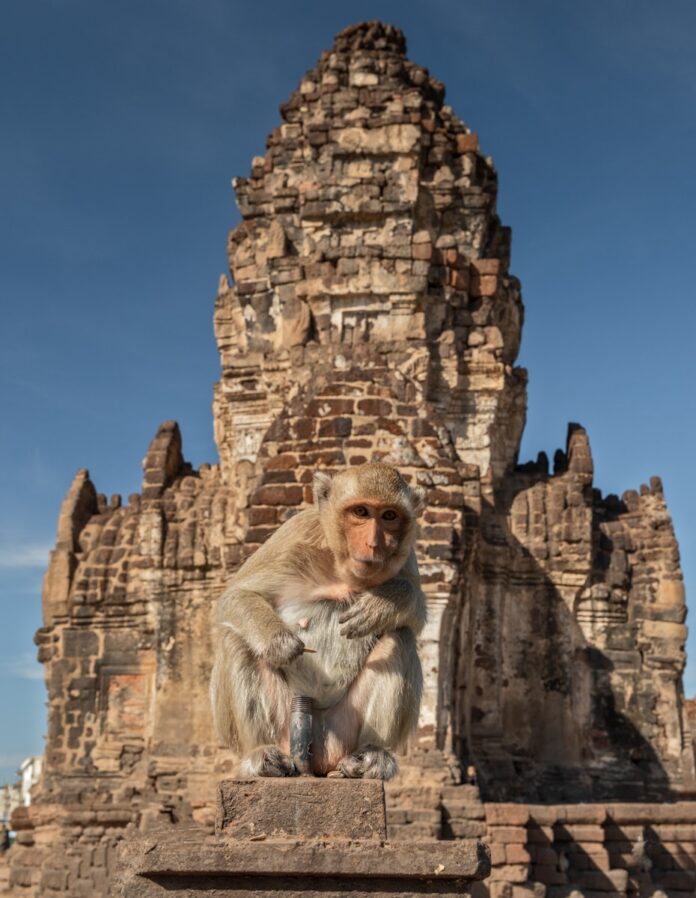 brown monkey on brown rock formation during daytime